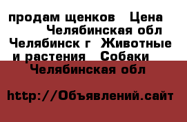 продам щенков › Цена ­ 2 000 - Челябинская обл., Челябинск г. Животные и растения » Собаки   . Челябинская обл.